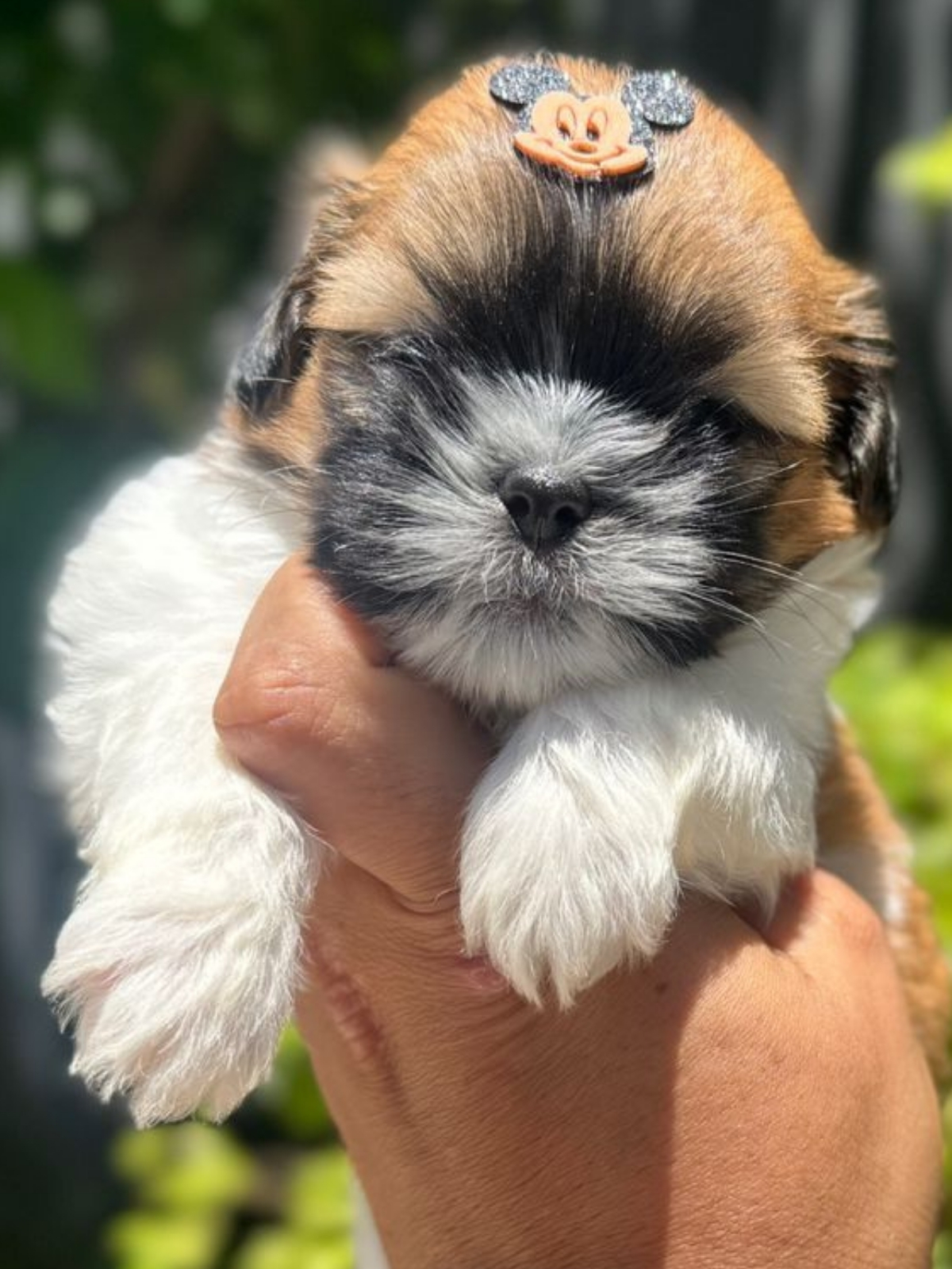 Shi Tzu